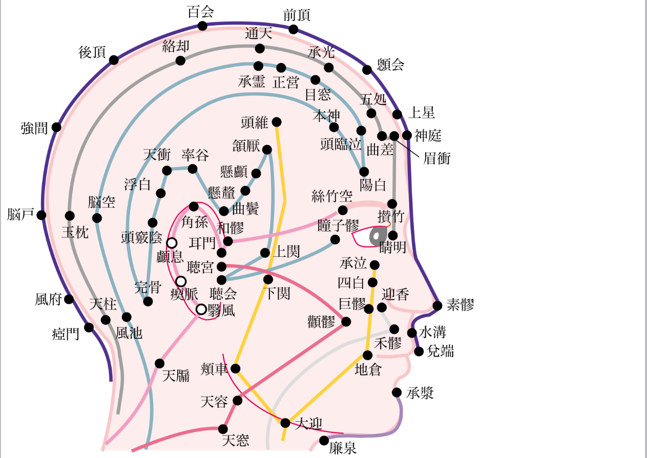 頭の経絡図