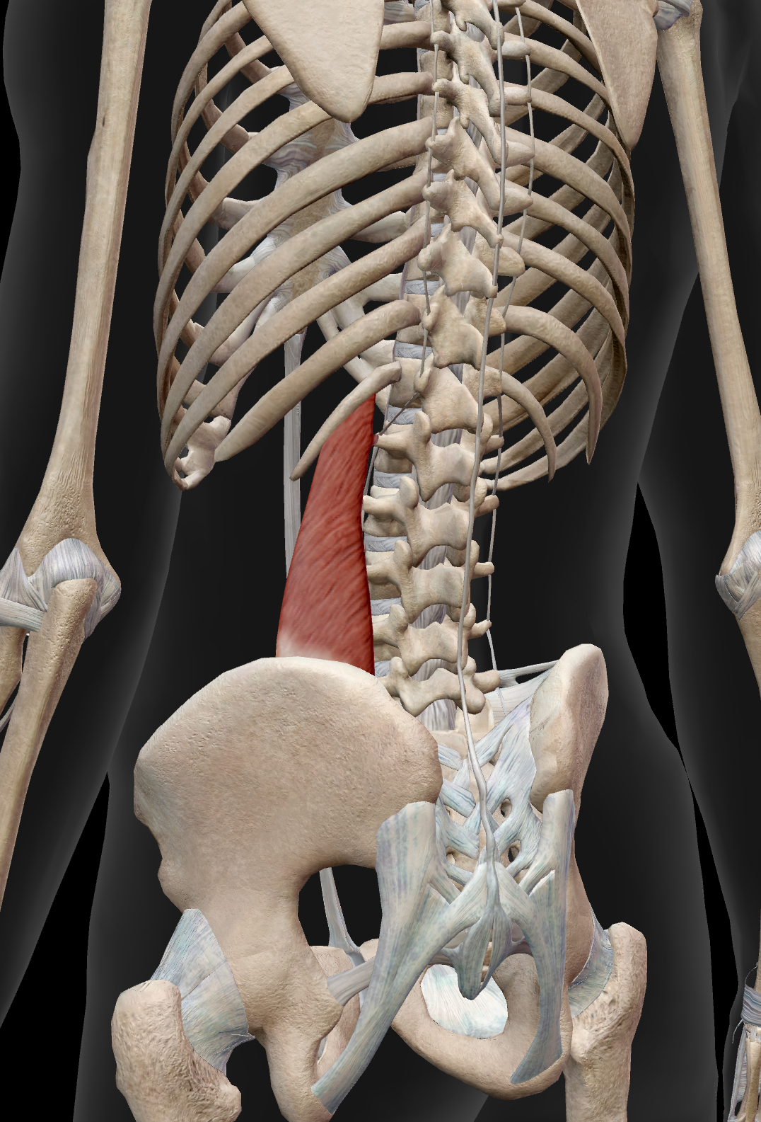 腰痛の原因となる腰方形筋のトリガーポイント
