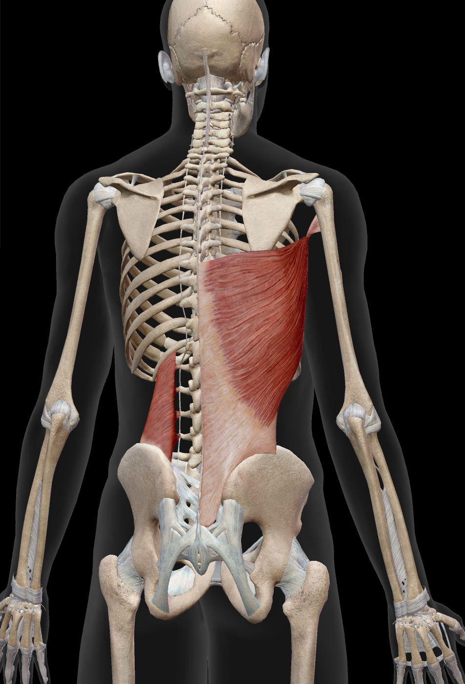 腰痛の原因となる広背筋のトリガーポイント