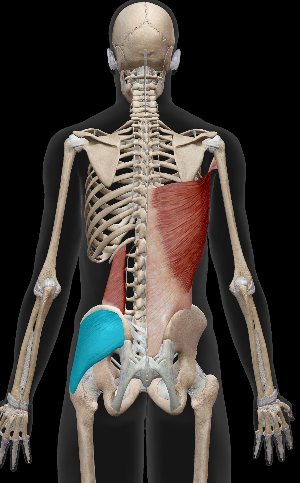 腰痛の原因となる中臀筋のトリガーポイント