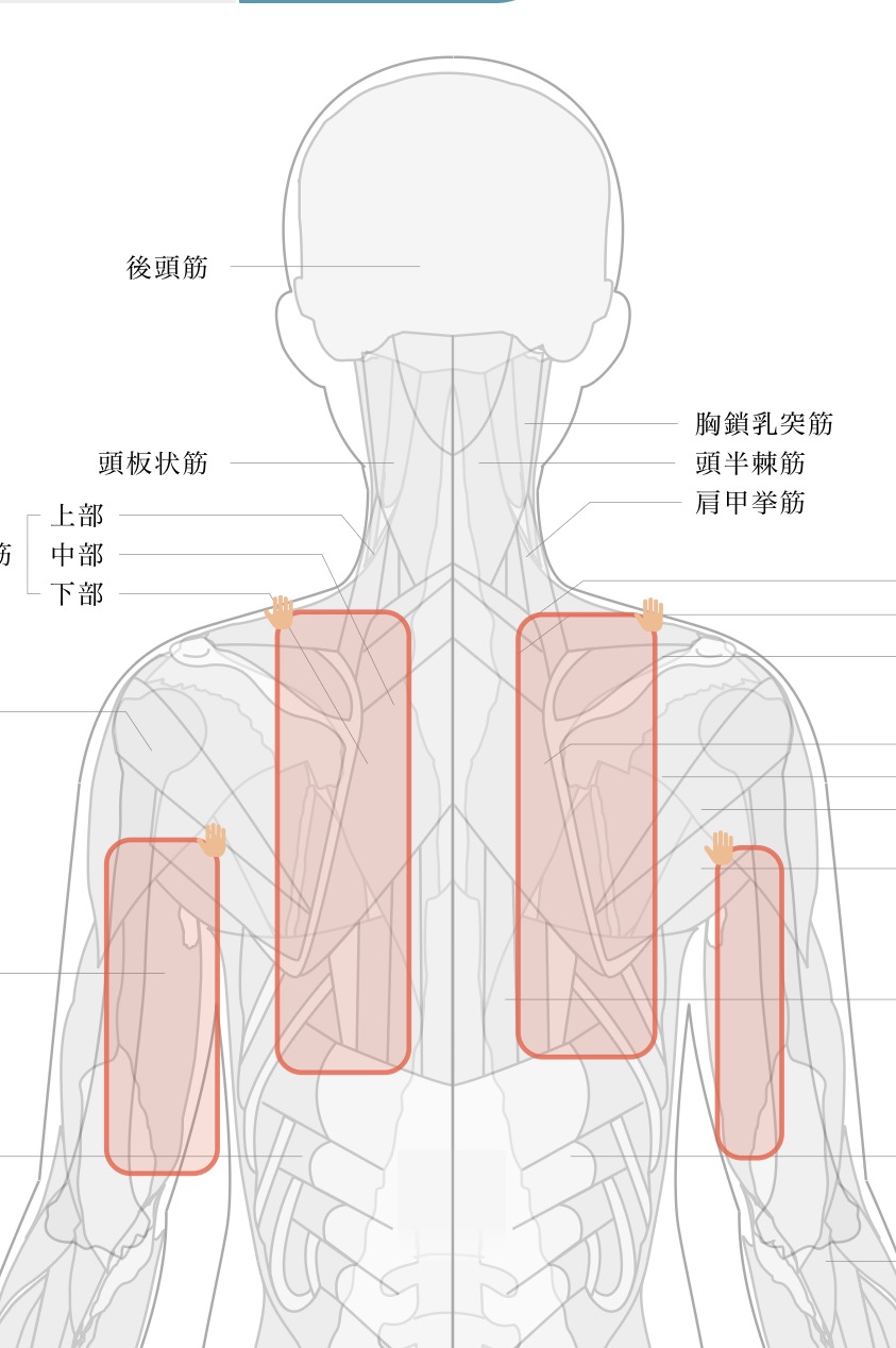 治療部位イラスト