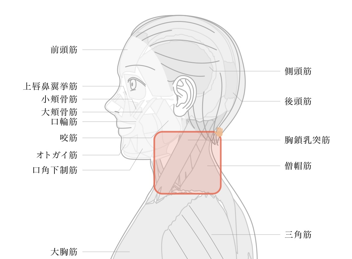 治療部位イラスト